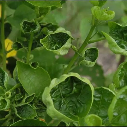 thumbnail for publication: Nutrient Deficiency Symptoms of Woody Ornamental Plants in South Florida